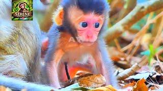 Serene Sanctuary: Relaxing Music & Baby Monkey's Peaceful Moments