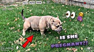 Is She Pregnant?? (Early Signs Of Pregnancy For Micro Bullies)