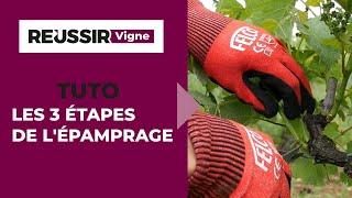 Les 3 étapes de l'épamprage selon Simonit & Sirch - Le Tutoriel réussir Vigne