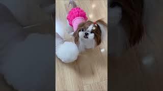 Super cute pet videos animals lovely #shorts