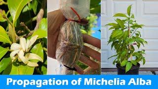 How to Propagate Michelia Alba | Rooting Michelia Alba Branches | Pak Lan Air Layering (白兰的繁殖)