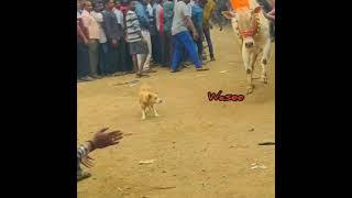 nice editing#shorts #viral #jallikattu#video#kaalai #viralvideo#kalai #jallikattukalai#viralshorts