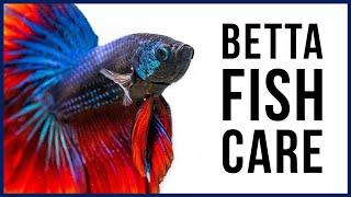 How to Care for Your New Betta Fish