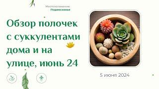 Обзор полочек с суккулентами дома и на улице, июнь 2024, Подмосковье