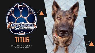 Reactive Shepherd “Titus” l Obedience Transformation l Trainer Katie Smith