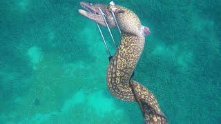 Moray eel hunting