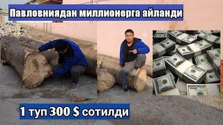 Павловния 6 йилда хар бери 300 $ сотилди ( Павловния )