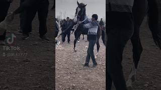 айғыр#ат#Mare#Kok-borou#Almaty#Equestrian#Buzkashi#Herd#Uzbekistan#Bul#Stallion#Khabar#Kazakh#Equues