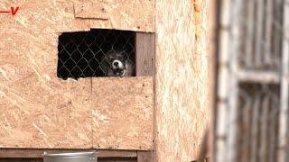 This Russian Animal Shelter Has Its Hands Full During Floods