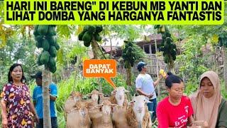 SEMUA PANEN" DI KEBUN NYA MB YANTI DAN LIHAT DOMBA HARGANYA BIKIN GELENG-GELENG