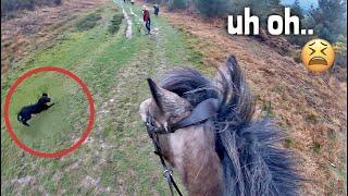 chased by a puppy | GO PRO | equinemollie