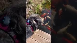 Finnish lapphund puppy: Gandalf, inspecting of koi + golfish pond    #finnishlapphund    #doglife