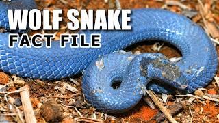 Wolf Snake Facts: the SNAKE with WOLF TEETH  Animal Fact Files