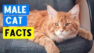 12 Surprising Facts About Male Cats You Need to Know ️ (#12 is Amazing!)