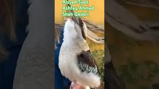 Mafi Magna#Alsyed Syed Ashfaq Ahmed Shah Qadari#Gulbarga-KS#