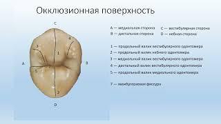 Анатомия второго премоляра верхней челюсти. Зуб 15 (25)Ю