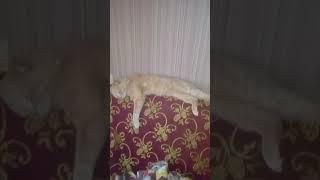 жизнь кота васьки