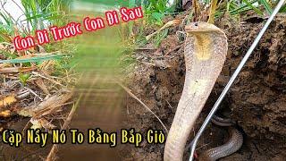 Nghe Nói Là Cặp Rắn Nầy To Hơn Bắp Giò Người Lớn | Mười Thương SB