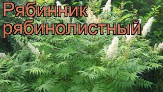 Рябинник рябинолистный (sorbaria sorbifolia)  рябинник обзор: как сажать саженцы рябинника