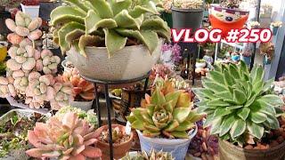 When It's Time To Propagate Succulents | VLOG #250 - Growing Succulents with LizK