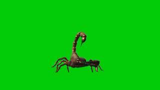 Scorpion green screen video||no copyright