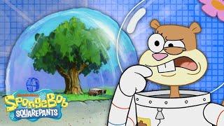 How REALISTIC is Sandy's Tree Dome?  SpongeBob Deep Dive