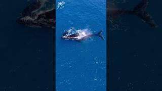 Humpback whales #australia #whale  #greatbarrierreef #ocean #art #nature #dcdocumentaries