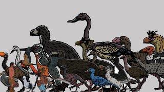 Size Comparison: Prehistoric Extinct Birds.