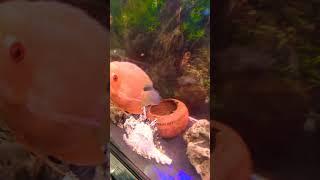 Ye video appke bahot kaam ki hai jaror dekhe#aquarium #fishtank #tricks #fish #information #shorts