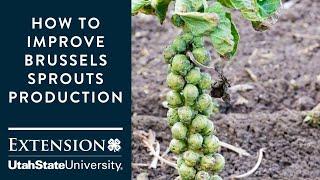 How to Improve Brussels Sprouts Production