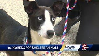 Kansas City animal advocate raising money to provide dog beds for shelter animals