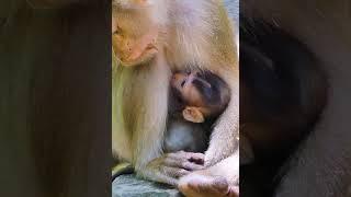 Lovely Abandon Monkey - Enjoy Watching Orphan Baby Monkey In Wild Monkey - Daily Baby Monkey #Short