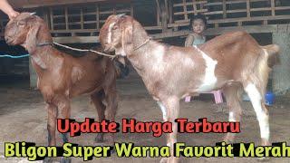 UPDATE HARGA TERBARU BLIGON SUPER WARNA FAVORIT MERAH