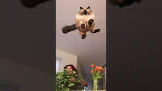 Funny animals 2023 - Funniest Cats and Dogs Video305 #shorts