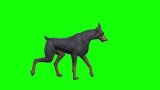 Dog walking green screen animations effects (HD)