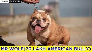 Mr Wolf ||  American Bully || Micro Bully || India Expensive Dog In Hindi || Imported Dog ||