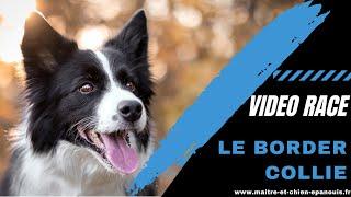 Le point complet sur la race Border Collie