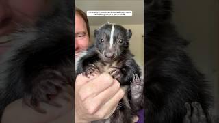 Rescue a baby skunk without a mother #animalshorts #shortvideo