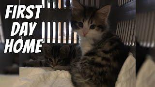 Bringing home new kittens | Kittens' first day home