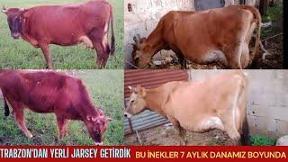 TRABZON'DAN YERLİ JARSEY GETİRDİK SÜT KALİTEMİZİ ARTTIRDIK. #jarsey#simental#holstein#keşfet #köy