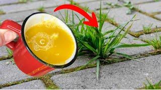 THROW THIS ON THE WEEDS AND THEY WILL DISAPPEAR FOREVER! 5 Natural Solutions!