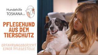 Pflegehund aus dem Tierschutz - Erfahrungsbericht Pflegestelle | Hundehilfe Toskana e.V.