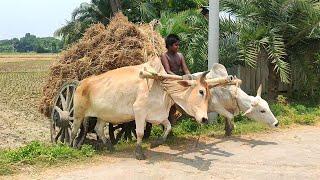 Small bullock cart driver // Bullock carriage cart accident with full load// Stuck with loaded paddy