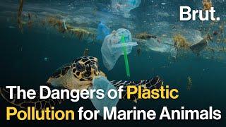 The Hidden Dangers of Plastics Pollution for Marine Animals