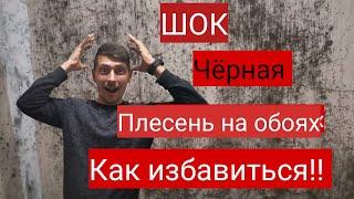 Как избавиться от плесени,  плесень на обоях, причины появления чёрной плесени