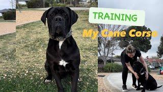 Cane Corso female 4years old TRAINING