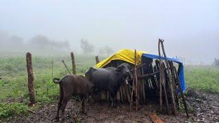 Nepali Mountain Village Life | Rainy Day in Viilage | Himalayan Village Life | Shepherd Life |