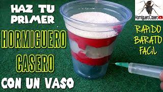 COMO HACER TU PRIMER HORMIGUERO CASERO CON UN VASO | Hormiguero de Yeso casero con un vaso