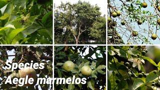 aegle marmelos | Plants of earth