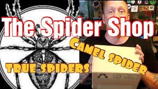 The spider shop unboxing. true spiders and a camel spider